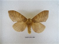 藏品(馬尾松枯葉蛾)的圖片